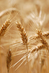 Image showing Ripping barley