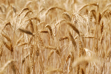 Image showing Ripping barley