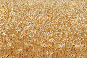 Image showing Ripping barley