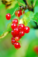 Image showing Red currant