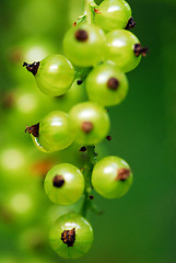 Image showing Unripe red currant