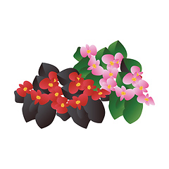 Image showing Vector illustration of red and  pink begonia  flowers with black