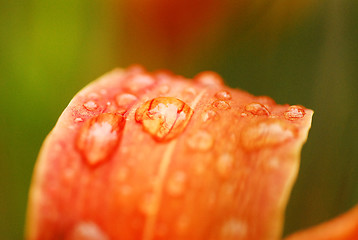 Image showing Morning dew on a bloom