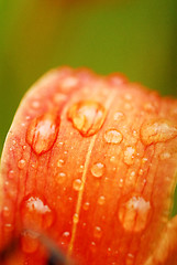 Image showing Morning dew on a bloom