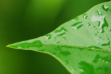 Image showing Morning dew