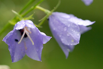 Image showing Bluebell