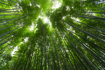 Image showing Bamboo forest with sun flare at Arashiyama