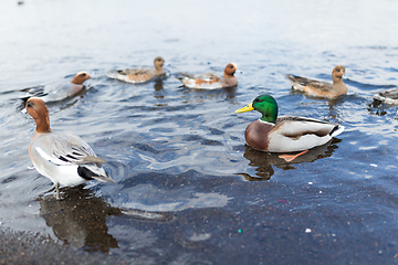 Image showing Duck swimming at lake