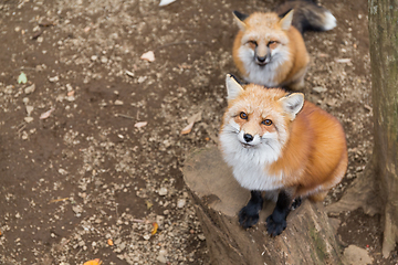 Image showing Lovely fox