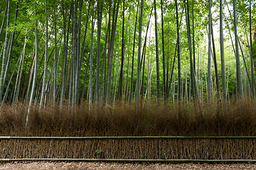 Image showing Bamboo road