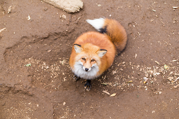 Image showing Adorable red fox