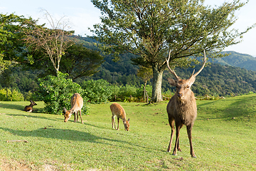 Image showing Stag Deer in Mount Wakakusa