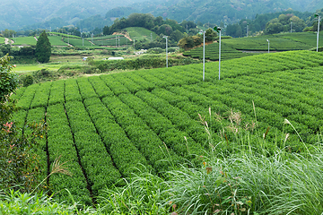 Image showing Cameron plant in field