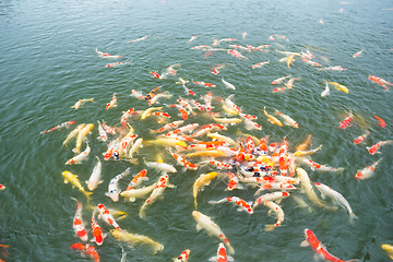 Image showing Koi fish