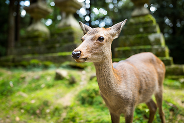 Image showing Cute Deer in Japanese temple