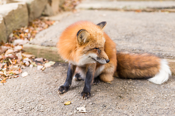 Image showing Fox at outdoor