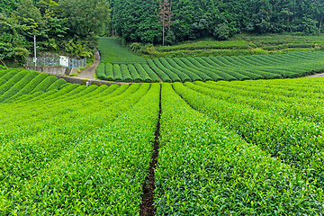 Image showing Green Tea plantation