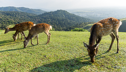 Image showing Deer eating grass together