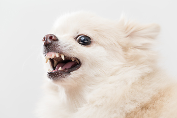 Image showing Pomeranian getting angry