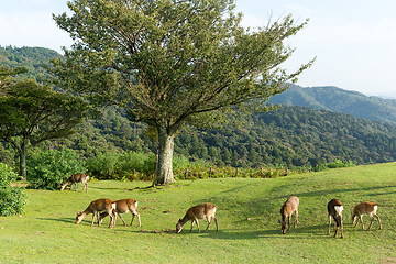 Image showing Deer eating grass