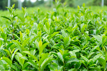 Image showing Tea plant in farm