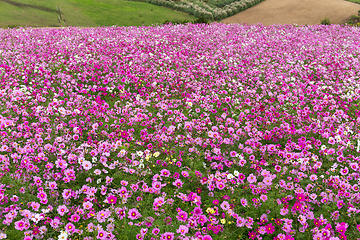 Image showing Cosmos flower field