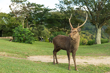 Image showing Buck deer in mountain