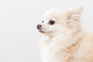 Image showing White pomeranian