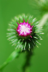 Image showing Thistle