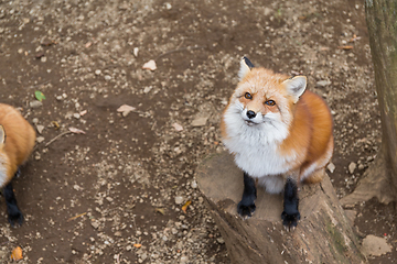 Image showing Adorable fox