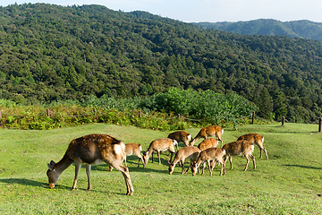 Image showing Deer eating grass