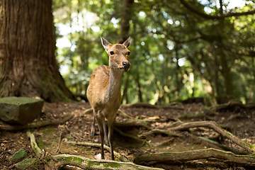 Image showing Wild deer