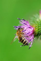 Image showing Thistle with honeybee