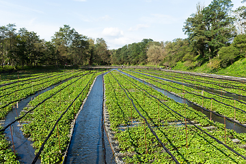 Image showing Green Wasabi farm