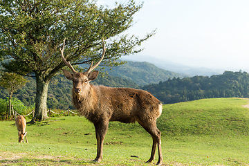 Image showing Stag deer