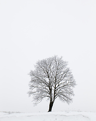 Image showing winter tree