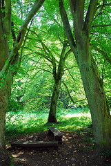 Image showing Sazava forest