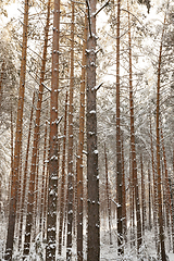 Image showing Winter forest