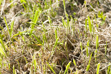 Image showing Mowed grass, close-up