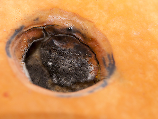 Image showing Black rotten pumpkin