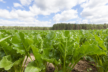 Image showing sugar beet