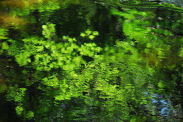 Image showing Forest nook