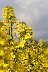 Image showing Field with rapeseed