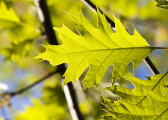 Image showing oak leaf