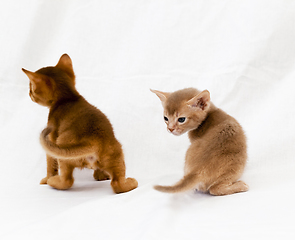 Image showing abyssinian kittens