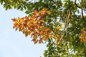 Image showing yellow and green oak