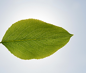 Image showing Spring orchard leaf pear