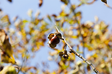 Image showing Single chestnut