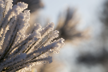 Image showing pine needles