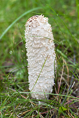 Image showing mushroom toxic and poisonous